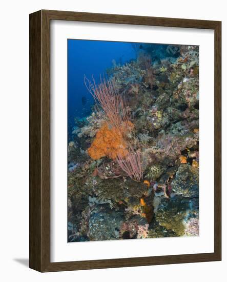 Reef Scape in the Solomon Islands Showing Various Corals-Stocktrek Images-Framed Photographic Print