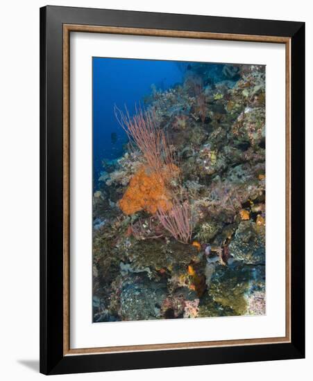 Reef Scape in the Solomon Islands Showing Various Corals-Stocktrek Images-Framed Photographic Print