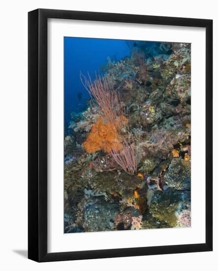 Reef Scape in the Solomon Islands Showing Various Corals-Stocktrek Images-Framed Photographic Print
