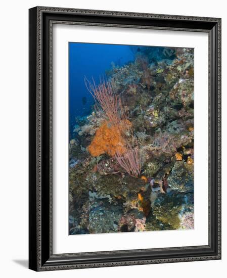 Reef Scape in the Solomon Islands Showing Various Corals-Stocktrek Images-Framed Photographic Print