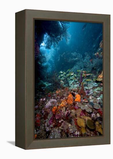 Reef Scene, Dominica, West Indies, Caribbean, Central America-Lisa Collins-Framed Premier Image Canvas