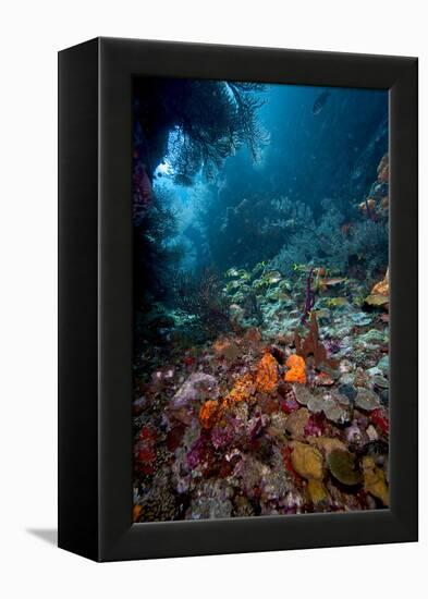Reef Scene, Dominica, West Indies, Caribbean, Central America-Lisa Collins-Framed Premier Image Canvas