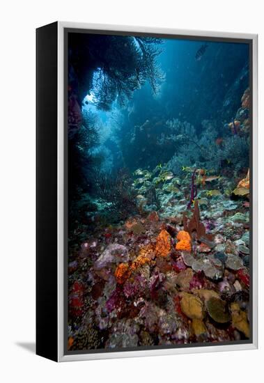 Reef Scene, Dominica, West Indies, Caribbean, Central America-Lisa Collins-Framed Premier Image Canvas