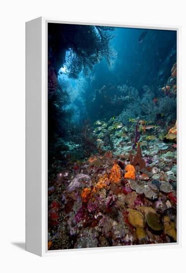 Reef Scene, Dominica, West Indies, Caribbean, Central America-Lisa Collins-Framed Premier Image Canvas