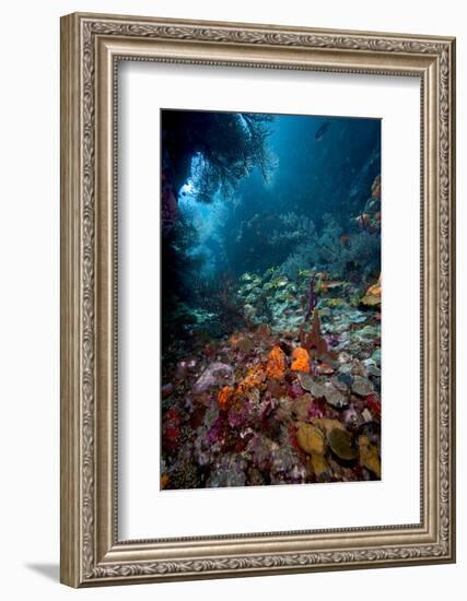 Reef Scene, Dominica, West Indies, Caribbean, Central America-Lisa Collins-Framed Photographic Print