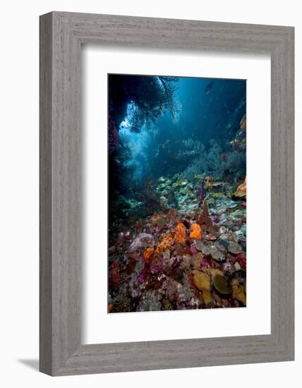 Reef Scene, Dominica, West Indies, Caribbean, Central America-Lisa Collins-Framed Photographic Print