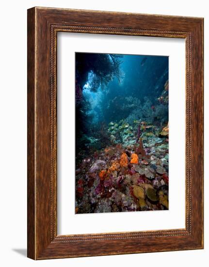 Reef Scene, Dominica, West Indies, Caribbean, Central America-Lisa Collins-Framed Photographic Print