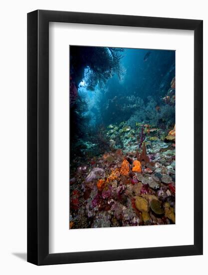 Reef Scene, Dominica, West Indies, Caribbean, Central America-Lisa Collins-Framed Photographic Print