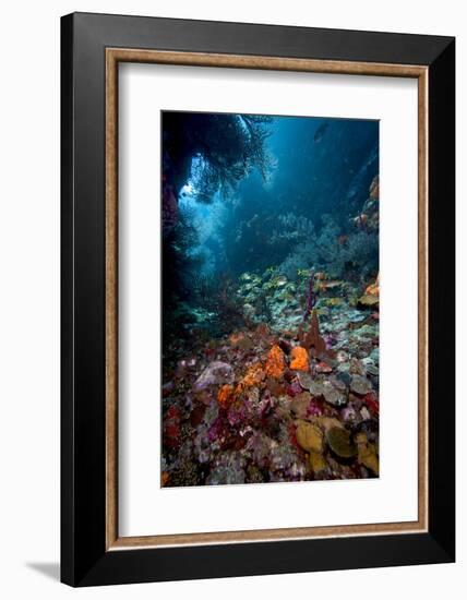 Reef Scene, Dominica, West Indies, Caribbean, Central America-Lisa Collins-Framed Photographic Print