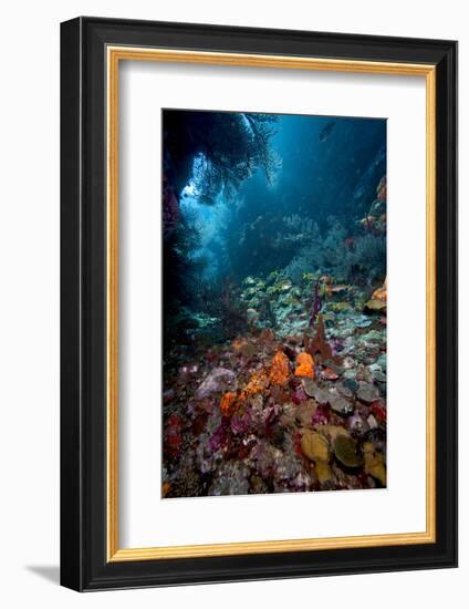 Reef Scene, Dominica, West Indies, Caribbean, Central America-Lisa Collins-Framed Photographic Print