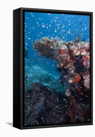 Reef Scene, Komodo, Indonesia, Southeast Asia, Asia-Lisa Collins-Framed Premier Image Canvas