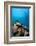 Reef Scene, Komodo, Indonesia, Southeast Asia, Asia-Lisa Collins-Framed Photographic Print