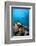 Reef Scene, Komodo, Indonesia, Southeast Asia, Asia-Lisa Collins-Framed Photographic Print