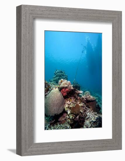 Reef Scene, Komodo, Indonesia, Southeast Asia, Asia-Lisa Collins-Framed Photographic Print