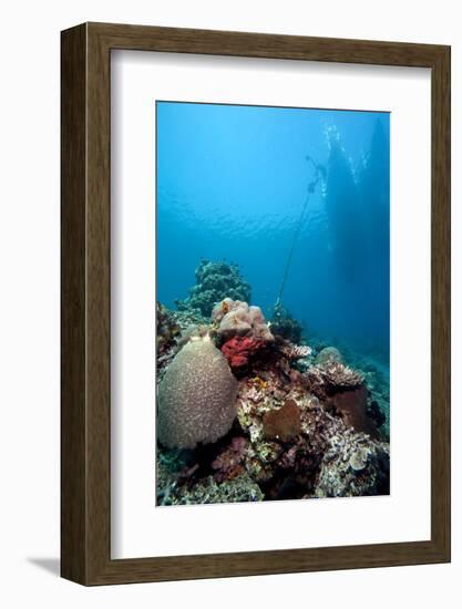Reef Scene, Komodo, Indonesia, Southeast Asia, Asia-Lisa Collins-Framed Photographic Print