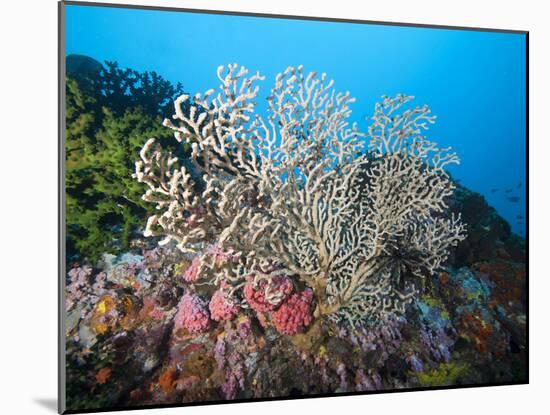 Reef Scene, Sulawesi, Indonesia, Southeast Asia, Asia-Lisa Collins-Mounted Photographic Print