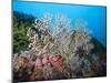 Reef Scene, Sulawesi, Indonesia, Southeast Asia, Asia-Lisa Collins-Mounted Photographic Print