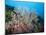 Reef Scene, Sulawesi, Indonesia, Southeast Asia, Asia-Lisa Collins-Mounted Photographic Print