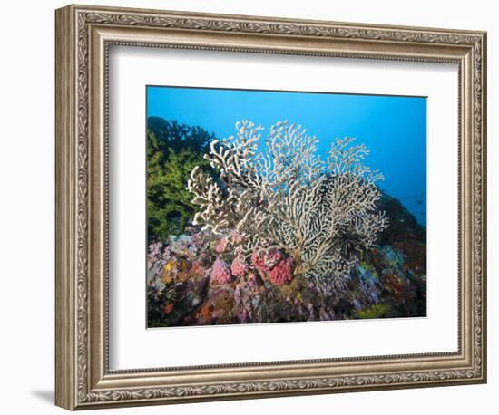 Reef Scene, Sulawesi, Indonesia, Southeast Asia, Asia-Lisa Collins-Framed Photographic Print