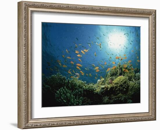 Reef Scene with Anthias Fish and Coral, Red Sea, Egypt, Africa-Murray Louise-Framed Photographic Print