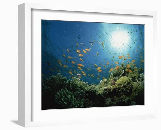 Reef Scene with Anthias Fish and Coral, Red Sea, Egypt, Africa-Murray Louise-Framed Photographic Print