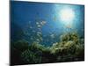 Reef Scene with Anthias Fish and Coral, Red Sea, Egypt, Africa-Murray Louise-Mounted Photographic Print