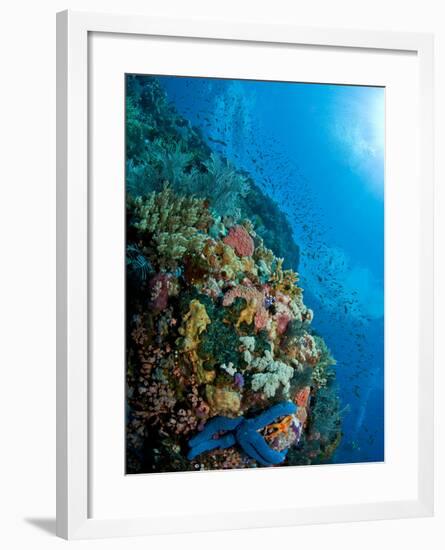 Reef Scene with Corals And Fish, Komodo, Indonesia-Stocktrek Images-Framed Photographic Print