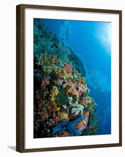 Reef Scene with Corals And Fish, Komodo, Indonesia-Stocktrek Images-Framed Photographic Print