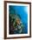 Reef Scene with Corals And Fish, Komodo, Indonesia-Stocktrek Images-Framed Photographic Print