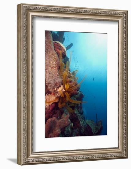 Reef Scene with Feather Star, Dominica, West Indies, Caribbean, Central America-Lisa Collins-Framed Photographic Print