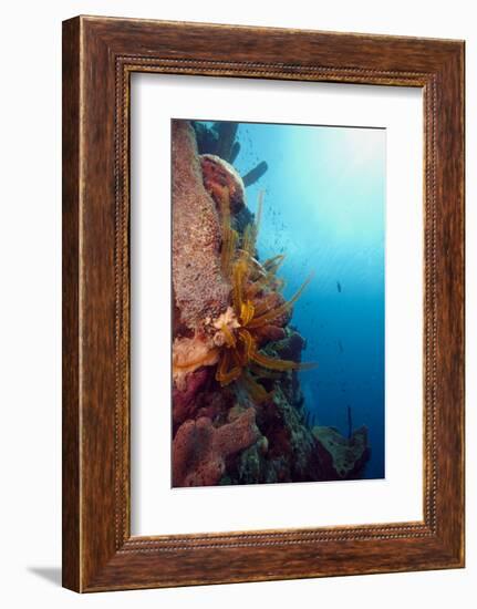 Reef Scene with Feather Star, Dominica, West Indies, Caribbean, Central America-Lisa Collins-Framed Photographic Print