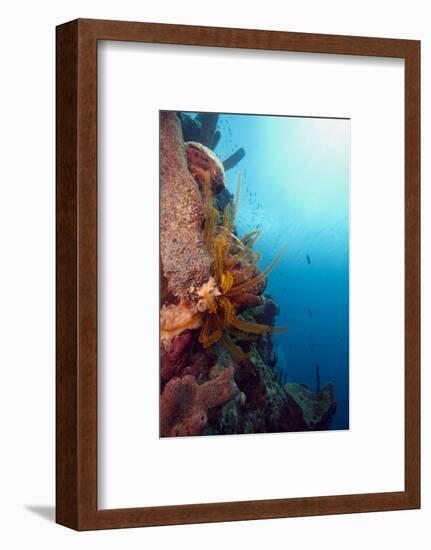 Reef Scene with Feather Star, Dominica, West Indies, Caribbean, Central America-Lisa Collins-Framed Photographic Print