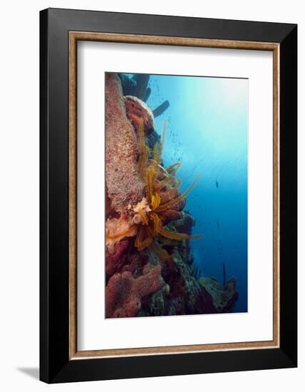 Reef Scene with Feather Star, Dominica, West Indies, Caribbean, Central America-Lisa Collins-Framed Photographic Print