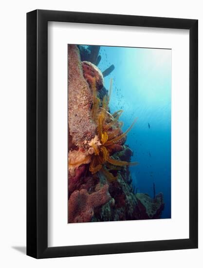 Reef Scene with Feather Star, Dominica, West Indies, Caribbean, Central America-Lisa Collins-Framed Photographic Print