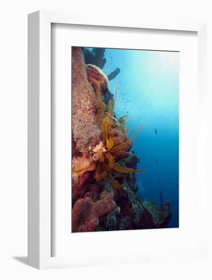 Reef Scene with Feather Star, Dominica, West Indies, Caribbean, Central America-Lisa Collins-Framed Photographic Print