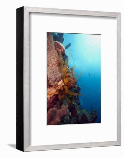 Reef Scene with Feather Star, Dominica, West Indies, Caribbean, Central America-Lisa Collins-Framed Photographic Print