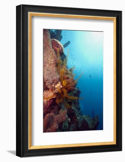 Reef Scene with Feather Star, Dominica, West Indies, Caribbean, Central America-Lisa Collins-Framed Photographic Print