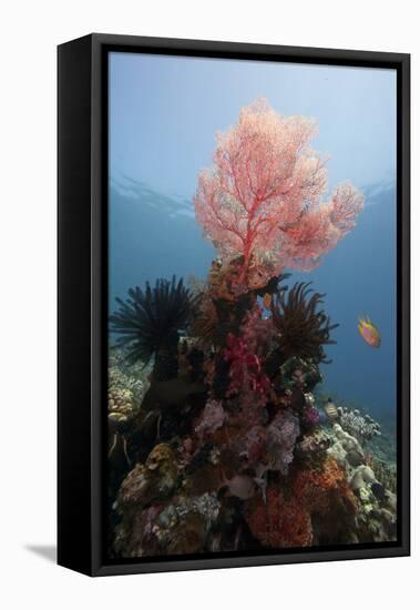 Reef Scene with Sea Fan, Komodo, Indonesia, Southeast Asia, Asia-Lisa Collins-Framed Premier Image Canvas