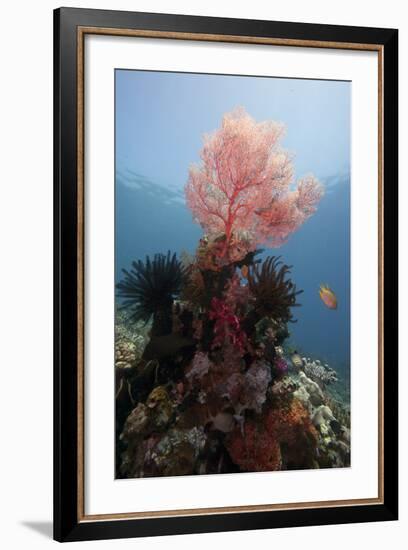 Reef Scene with Sea Fan, Komodo, Indonesia, Southeast Asia, Asia-Lisa Collins-Framed Photographic Print