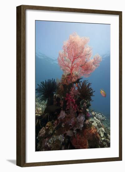 Reef Scene with Sea Fan, Komodo, Indonesia, Southeast Asia, Asia-Lisa Collins-Framed Photographic Print