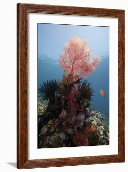 Reef Scene with Sea Fan, Komodo, Indonesia, Southeast Asia, Asia-Lisa Collins-Framed Photographic Print