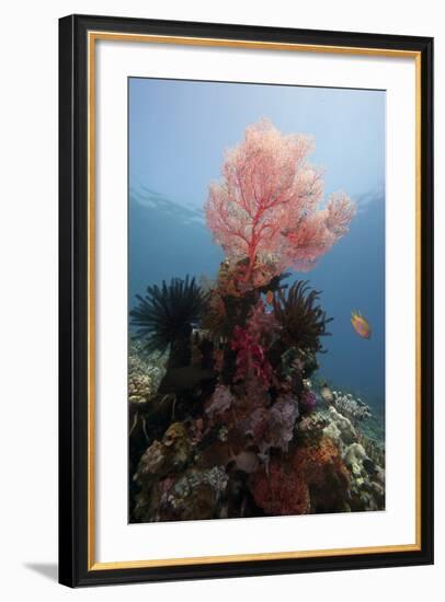 Reef Scene with Sea Fan, Komodo, Indonesia, Southeast Asia, Asia-Lisa Collins-Framed Photographic Print