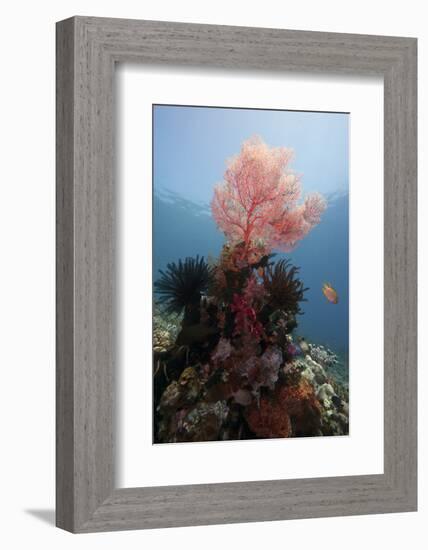 Reef Scene with Sea Fan, Komodo, Indonesia, Southeast Asia, Asia-Lisa Collins-Framed Photographic Print