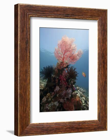 Reef Scene with Sea Fan, Komodo, Indonesia, Southeast Asia, Asia-Lisa Collins-Framed Photographic Print