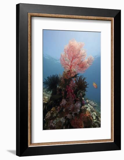 Reef Scene with Sea Fan, Komodo, Indonesia, Southeast Asia, Asia-Lisa Collins-Framed Photographic Print