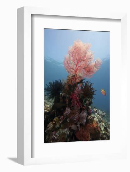 Reef Scene with Sea Fan, Komodo, Indonesia, Southeast Asia, Asia-Lisa Collins-Framed Photographic Print