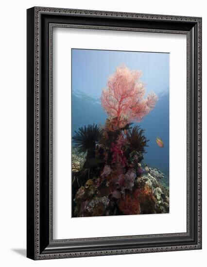 Reef Scene with Sea Fan, Komodo, Indonesia, Southeast Asia, Asia-Lisa Collins-Framed Photographic Print