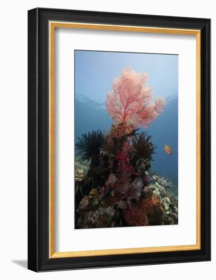 Reef Scene with Sea Fan, Komodo, Indonesia, Southeast Asia, Asia-Lisa Collins-Framed Photographic Print