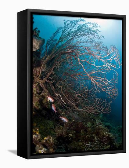 Reef Scene with Sea Fan, St. Lucia, West Indies, Caribbean, Central America-Lisa Collins-Framed Premier Image Canvas