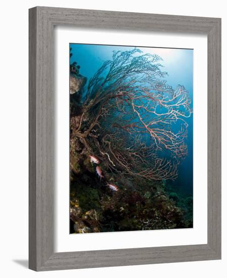 Reef Scene with Sea Fan, St. Lucia, West Indies, Caribbean, Central America-Lisa Collins-Framed Photographic Print